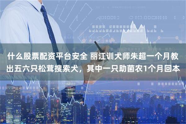 什么股票配资平台安全 丽江训犬师朱超一个月教出五六只松茸搜索犬，其中一只助菌农1个月回本